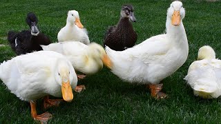 cute Pekin ducks on the grass | 귀여운 오리