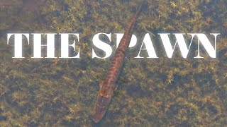 She Is HUGE! Filming Pike Spawn Up Close With a Drone