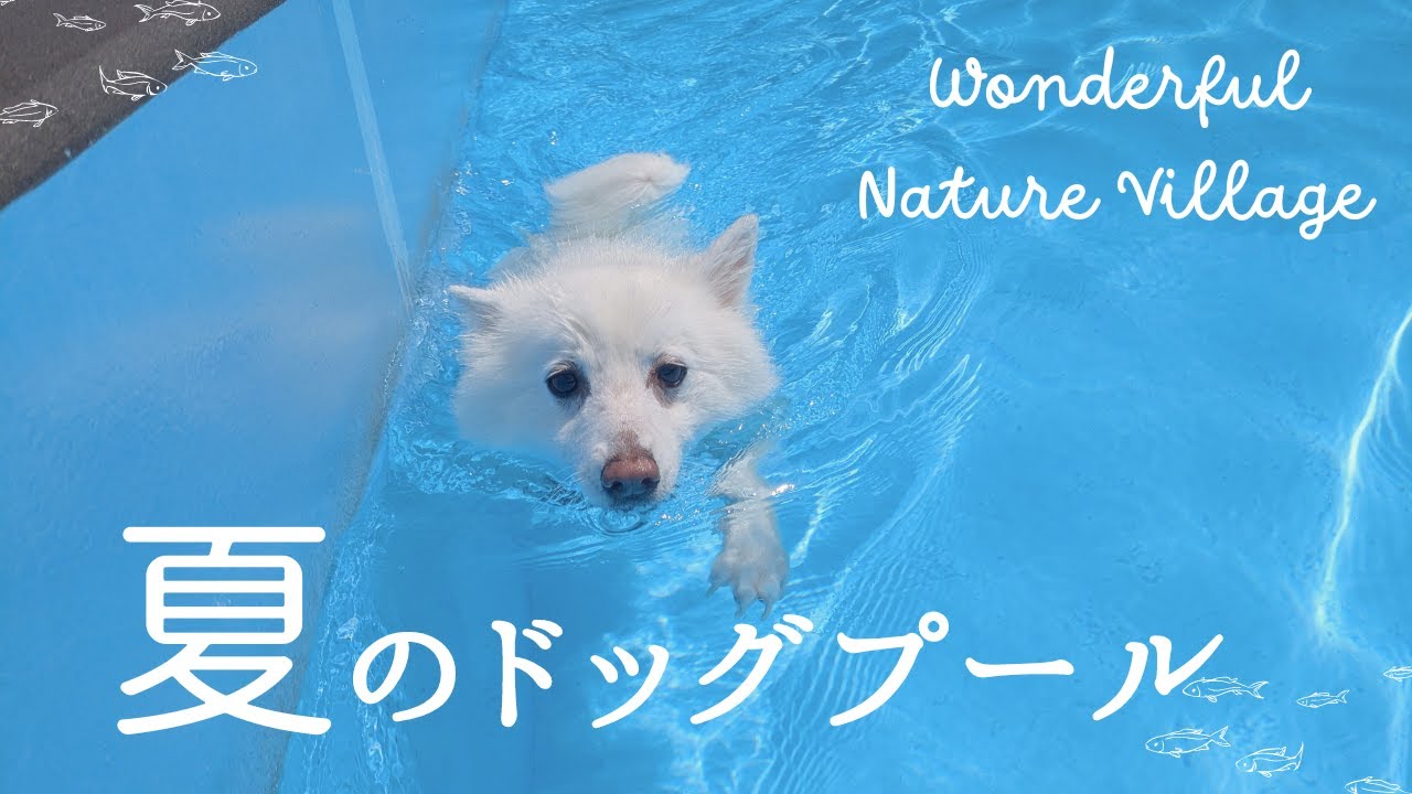 夏はプール！わんダフルネイチャーヴィレッジに行ってきたよ！【日本スピッツ】