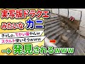 【2ch動物スレ】実写版ドラクエみたいなカニ、海外で発見されるwww【ゆっくり解説】