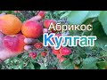 Кулгат - абрикос раннього терміну дозрівання. 25.06.2024. Apricot Koolgat.