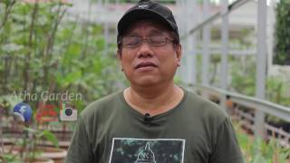 Cerita kebun Tin Mampang.