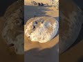 Heartbreaking scene of a stranded Sunfish at Petrel Cove mp3
