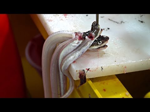 Thumbnail for Korean Street Food - Sea Eel Sashimi