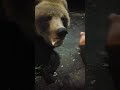 Медведь Колыма Магадан