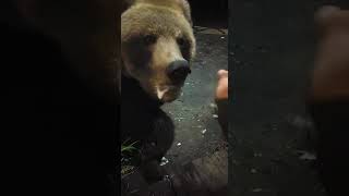 Медведь Колыма Магадан