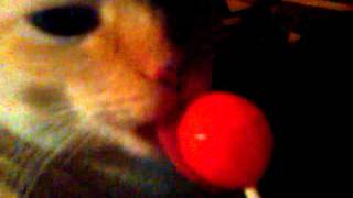 Sucker Cat