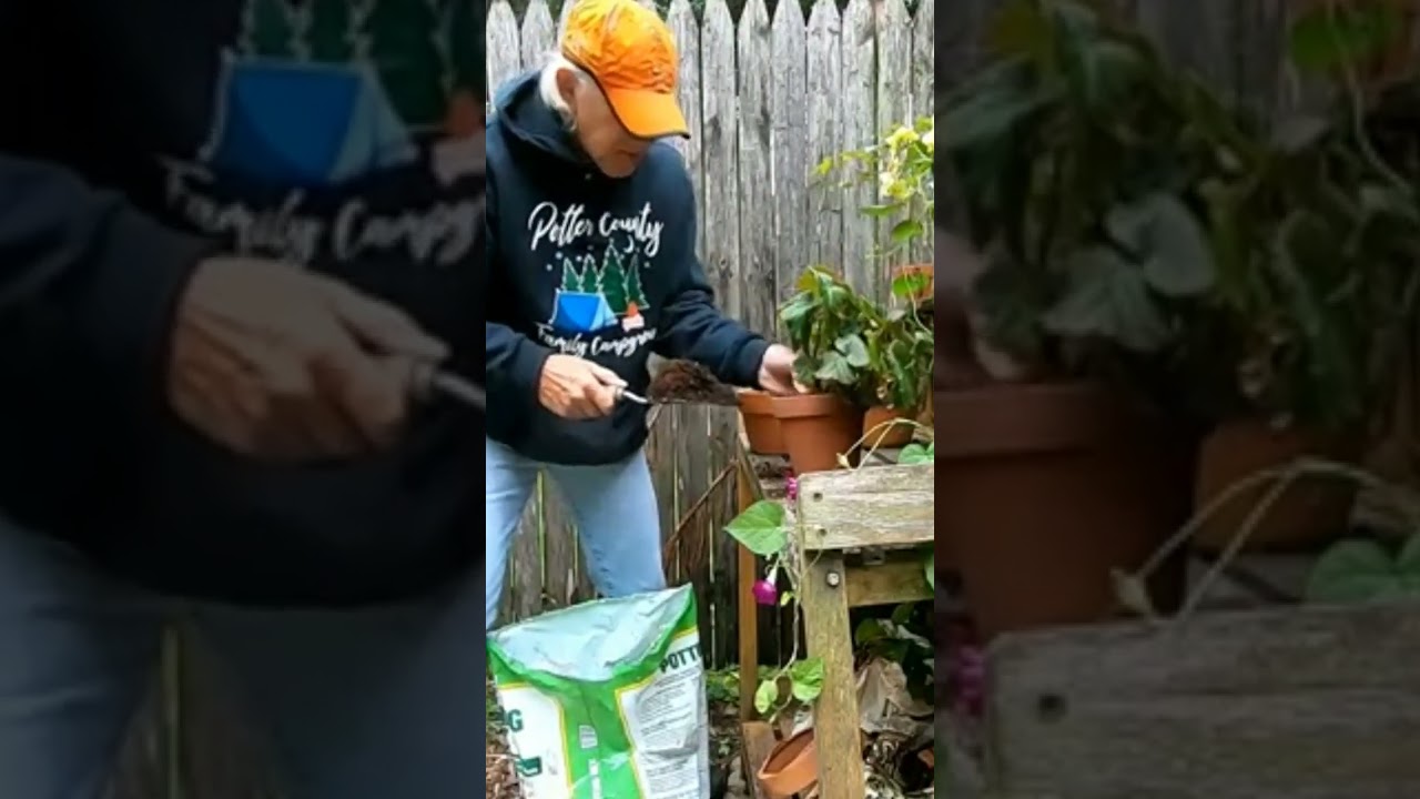 Potting Up Begonias For Winter