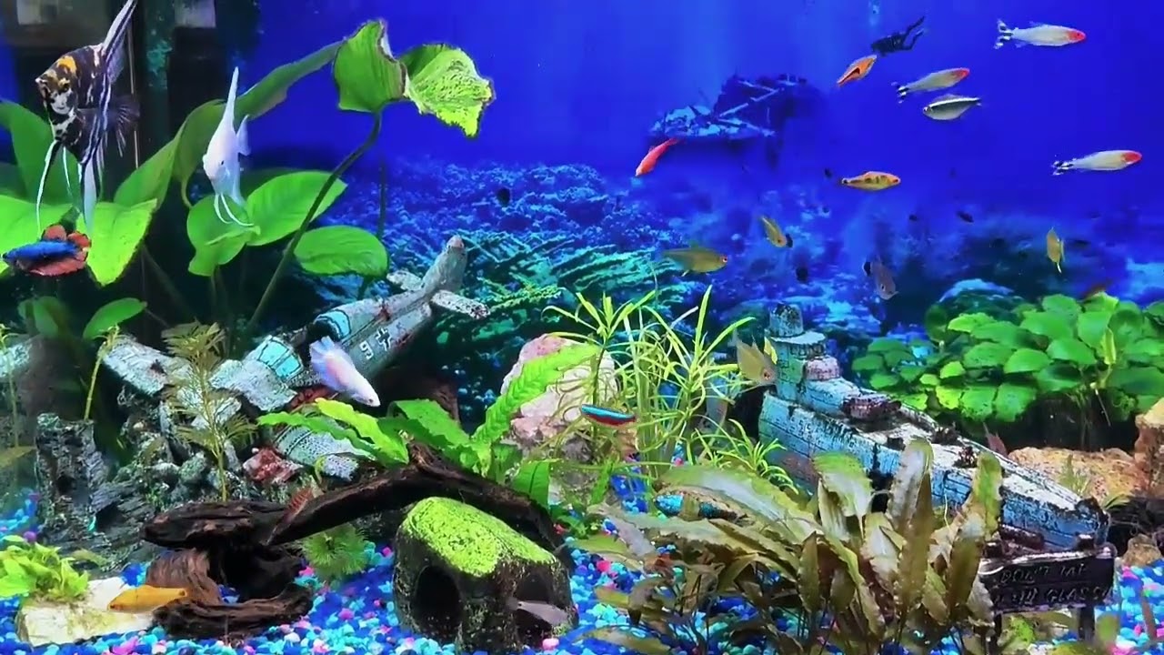 10 15 25  Sympa's Fish  -  Den tank