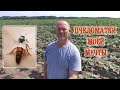 Пчеломатки моей мечты! || The bees of my dreams!