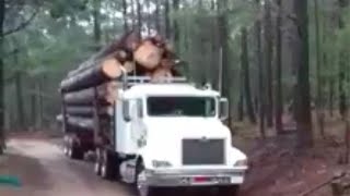 El tordillo en el ejido el Tule