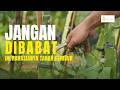 Cara Membersihkan Gulma Buah Naga yang Benar, Jangan Asal Dibabat!
