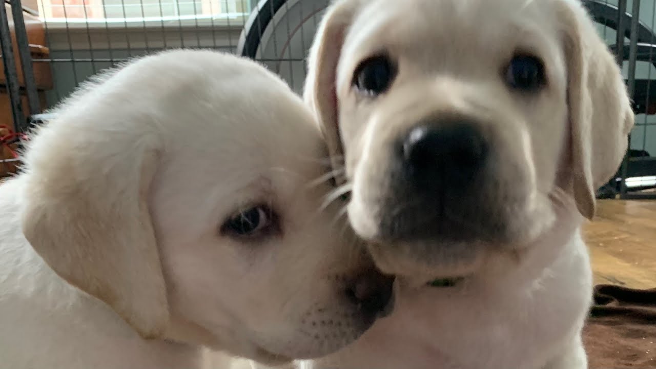LIVE PUPPY CAM Adorable Lab Puppies In Their Play Room Livestream Week 
