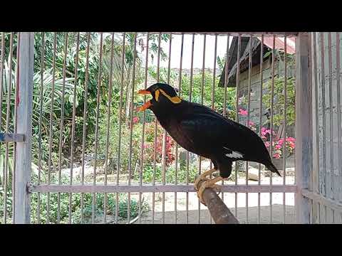 kicau burung beo kalimantan konslet#suryabeo