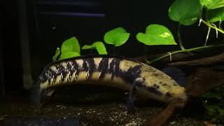 Channa maruliodes borneo 40cm