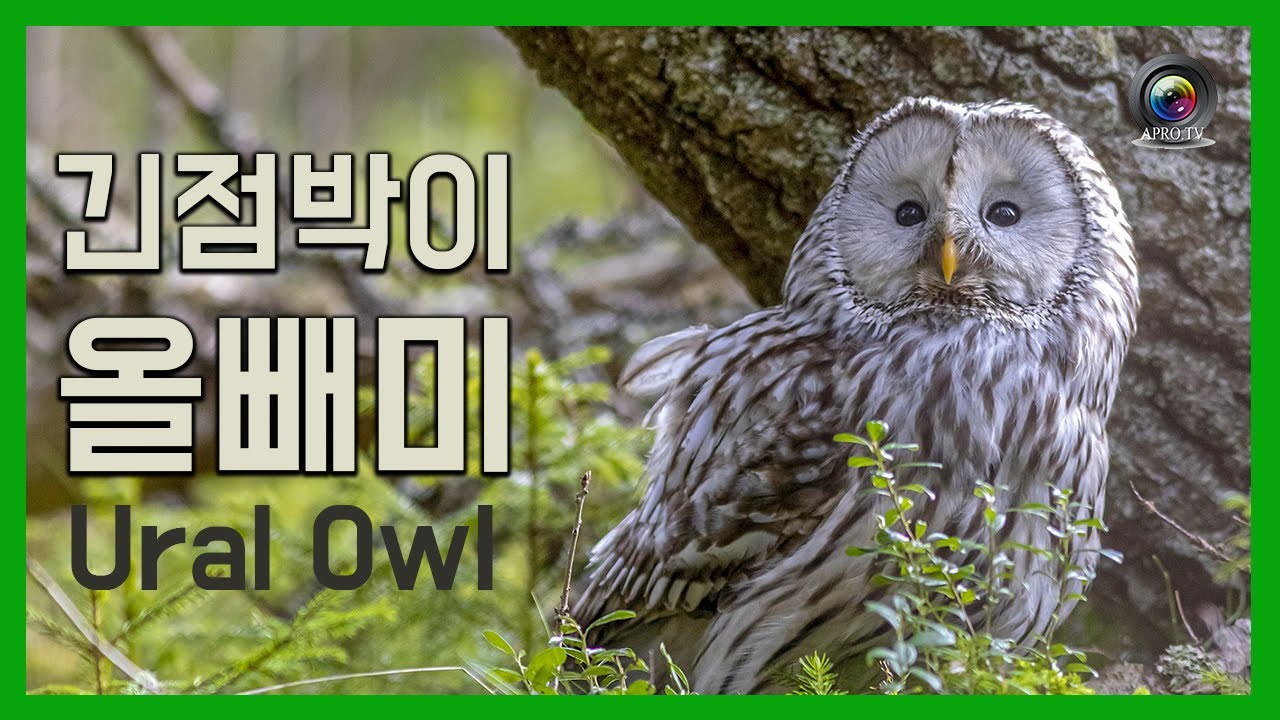 [Birding.TV] 긴점박이올빼미 (Ural Owl) 한국의 텃새 