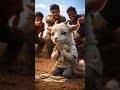 The hardworking goat helps its parents rest in peace. #ai #shorts