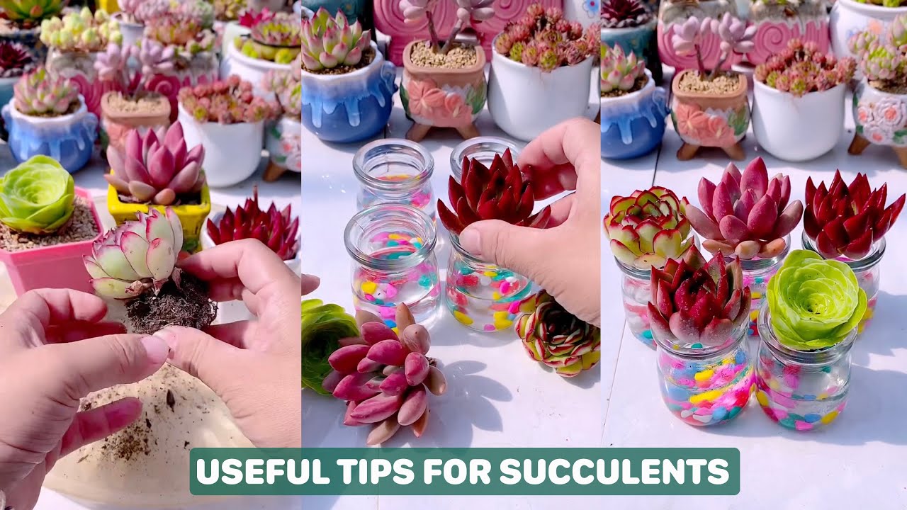 Useful Tips For Succulents - Part 101 | 多肉植物 | 다육이들 | Suculentas - YouTube