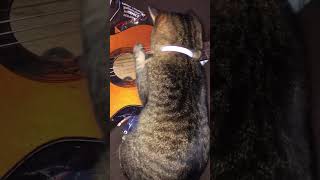 Cat Plays Kit-tar