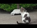 だって猫だもん