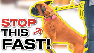 IS THIS SUPER LEASH AGGRESSIVE BOXER TOO MUCH?