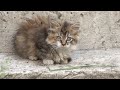 Cute old cat and fluffy kitten