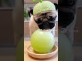 【ASMR】メロンの帽子を被ったパグが食べる動画 #AI #shorts