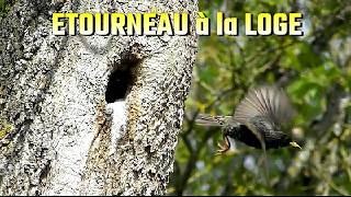 ETOURNEAU à la LOGE - La saison des nids