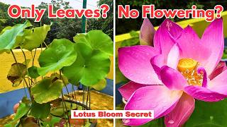 How Long Lotus Takes to Bloom 🌸\\ Why Late or No Blooms? #lotus #gardening #plants