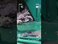 My Smart Hamster!#cute #hamsterkombat #hamster #viral #shorts #shortvideo #hamsters