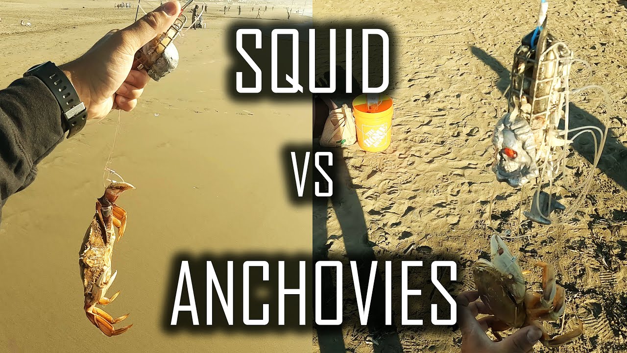 Crab Snare Baits Squid VS Anchovies ITGETSREEL Episode 161 YouTube