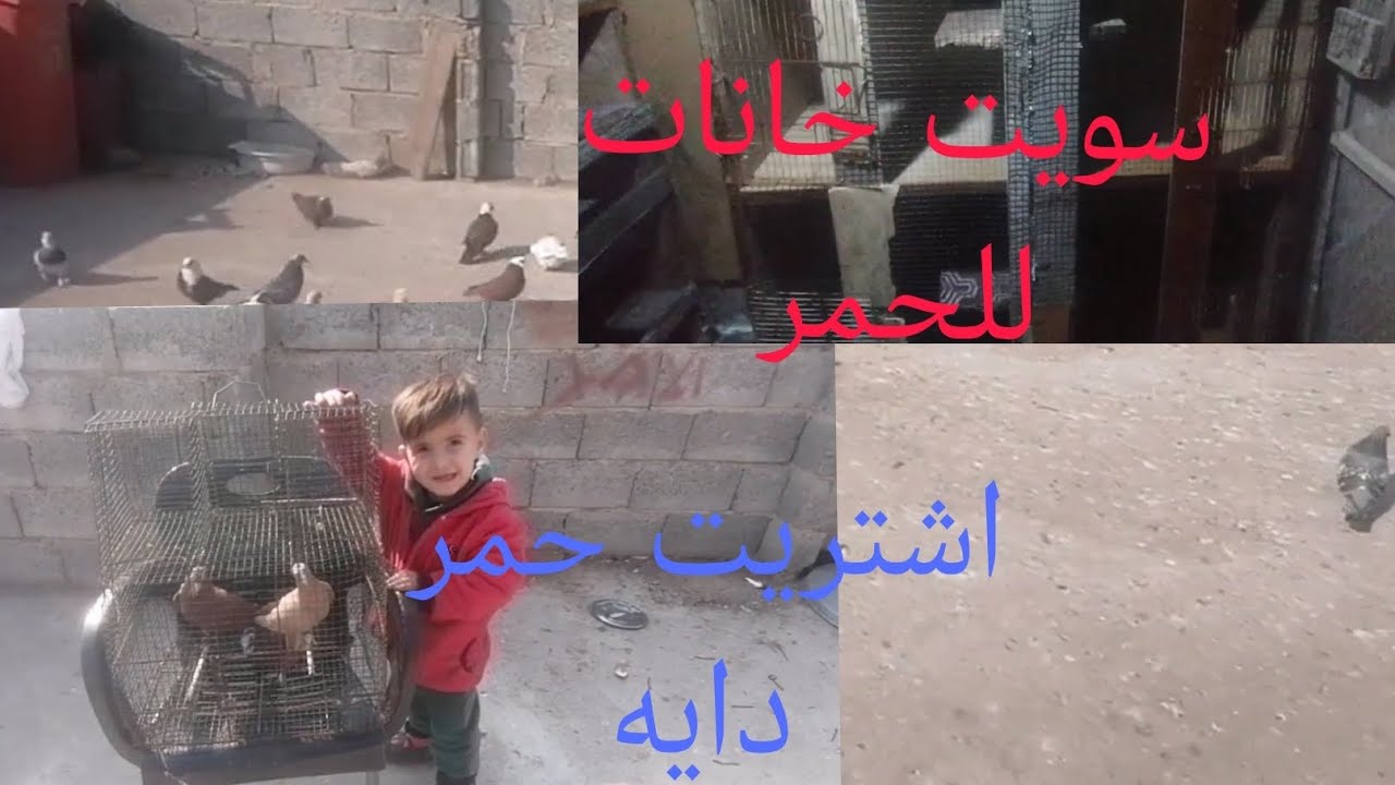 اشتريت طيور يوم جمعه +فصل المغرب للزاجل موصل