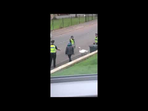 "Even the swans in Greenock are mental" cops with riot shields guiding bird home