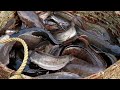 Catfish / Hybrid Magur Fish Harvesting Full Process || Hybrid Magur Fish Farming || Part 80