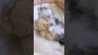 my cute meaw is sleeping 😌😴😴💤🌞 #slepincat