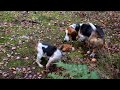 Beagle puppy tormenting basset hound