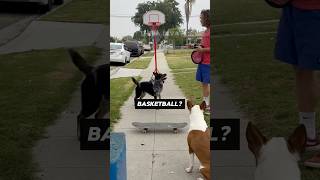 Showing Dog Tricks for Scared Kid! (via: dogfather360/IG) #shorts #trending #viral #happy #love