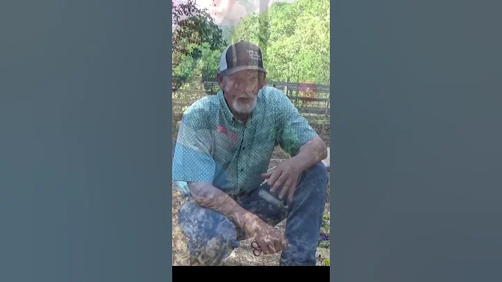 Basics of tomato pruning #garden #pruning #tomatoes