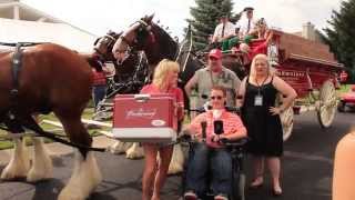 Budweiser Clydesdales Home Delivery in Toledo, OH