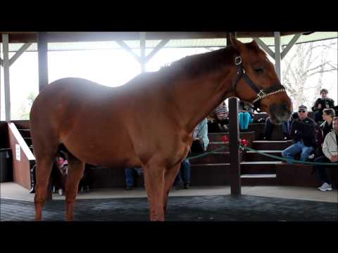 funny-cide--kentucky-horse-park--how-time-slips-away