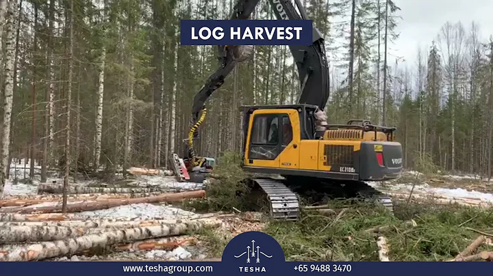 Log Harvesting for Wood Veneer Production - Tesha ...
