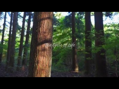明鏡止水 The Cycle of Life/Performed by 平野陽平