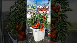 IKEA Hack: selfwateringpot🍅 #shortsvideos #gardenhacks