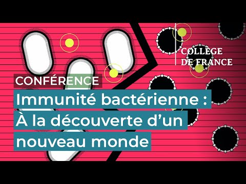 Vidéo: Où trouveriez-vous un prophage ?