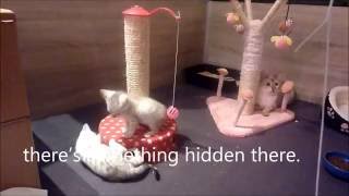Happy Summer Holidays With The Airashii Bengals Cats. Series.playtime In The Kitten Playpen.