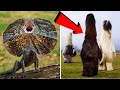 10 ऐसे जानवर जिन्हें देखने के लिए नसीब लगता है | Rare Animal Part 7