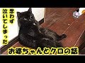 不思議 泣ける話・おばあちゃんとクロのお話、俺は大人になって初めて泣いた・招き猫ちゃんねる