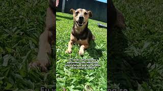 HUMANA DOIDA 😵‍💫 #pets #billy #cachorro