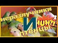 попугаи неразлучники/осмотр гнёзд попугаев и птенцы неразлучников