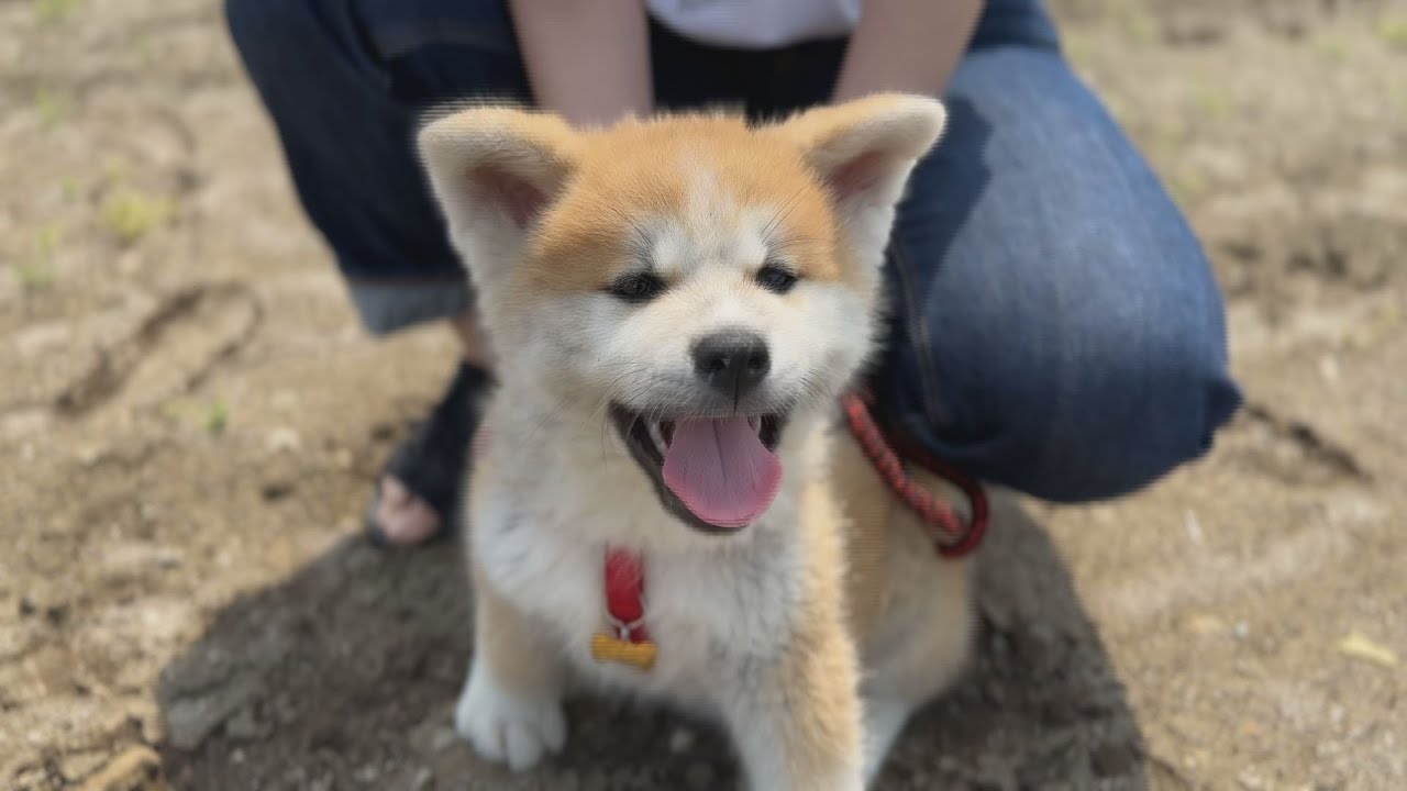 ふるさとと秋田犬　大自然に育まれる小さな物語
